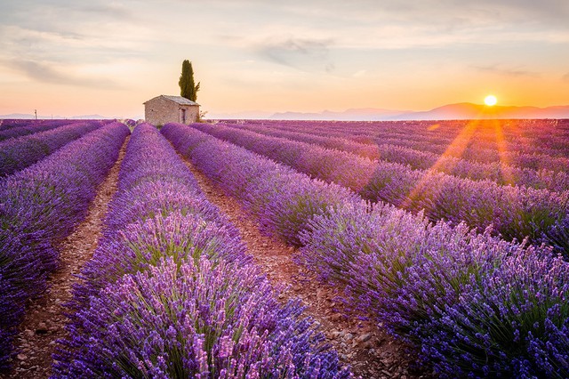 Chiêm ngưỡng 5 cánh đồng hoa đẹp nhất châu  Âu khiến bạn say mê quên lối về- Ảnh 3.