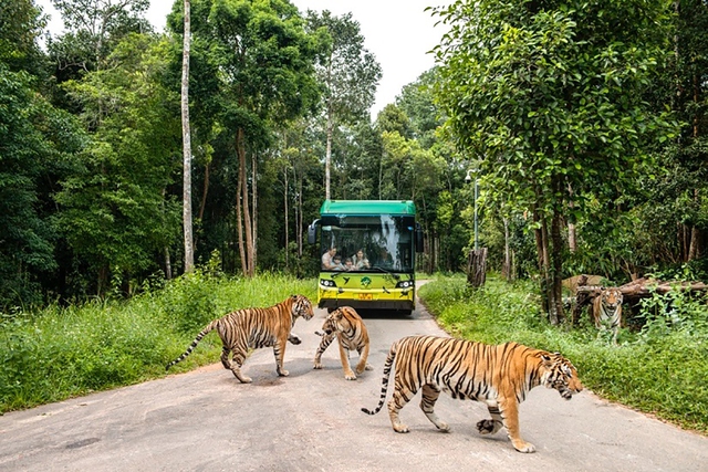 Siêu hot trải nghiệm ‘nhập vai bảo mẫu nhí’ cực hút khách tại Vinpearl Safari- Ảnh 8.