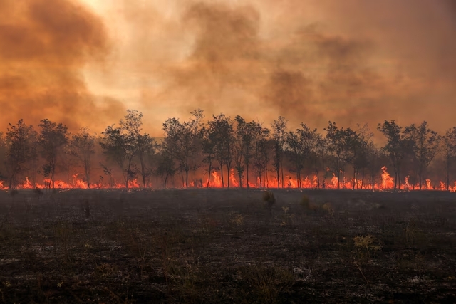 Thế giới vừa trải qua năm cháy rừng vô cùng tồi tệ- Ảnh 2.