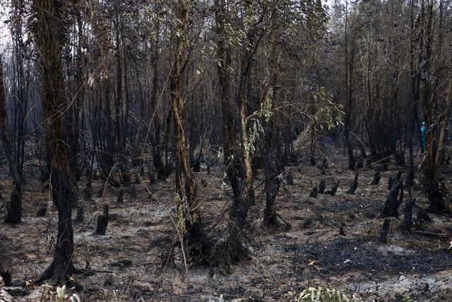 40 ha rừng trồng năm 2019 của Nông trường 402 bị cháy