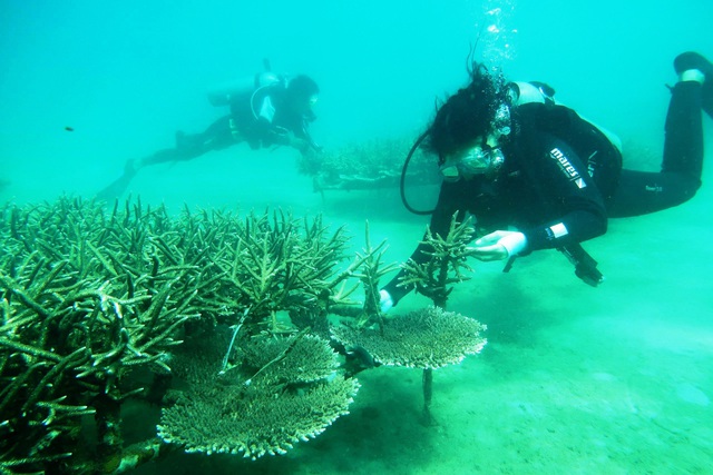 Kiểm tra quá trình phát triển của san hô sau khi được tái tạo mới