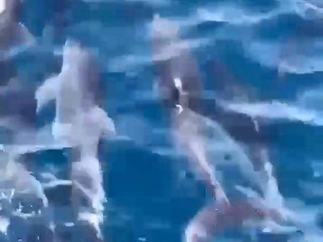 Đàn cá heo tung tăng tại vùng biển gần danh thắng Mũi Điện