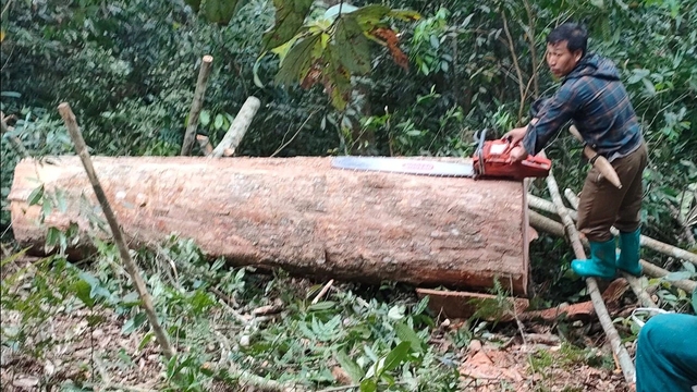 Bắt quả tang 5 người khai thác gỗ trái phép trong rừng phòng hộ- Ảnh 1.