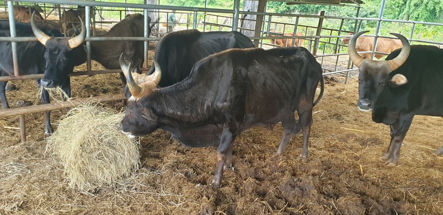 Kết quả của những cuộc giao phối giữa bò tót và bò nhà đã cho ra đời hơn 12 con bò tót lai vượt trội về thể trọng và có các đặc điểm về lông, sừng... rất giống bố.