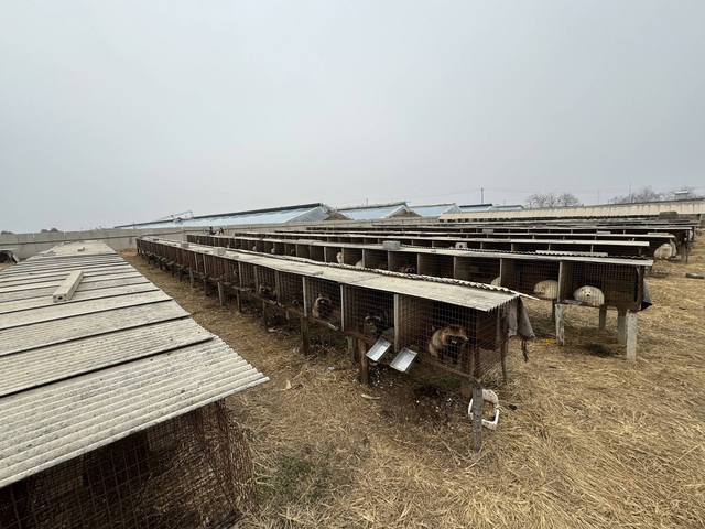Một trang trại nuôi động vật lấy lông tại tỉnh Liêu Ninh, Trung Quốc