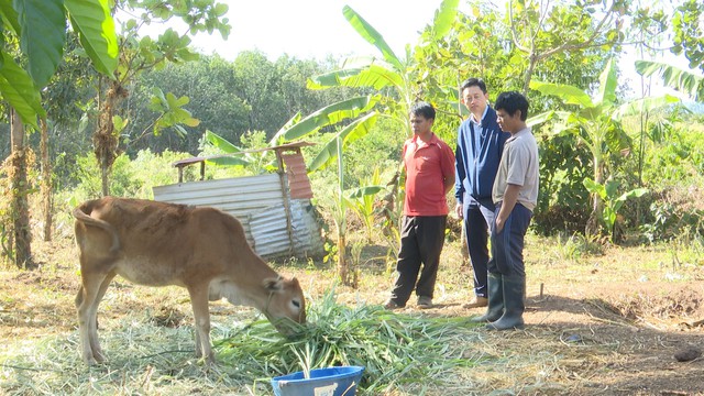 Thanh tra xác định có 8 cán bộ vi phạm trong việc cấp phát bò giống cho các hộ dân xã Ngọc Wang