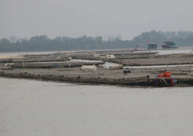 Mặt sông Bạch Đằng bị hàng trăm ô lồng bè nuôi trồng thủy sản xâm lấn, gây mất an toàn giao thông đường thủy