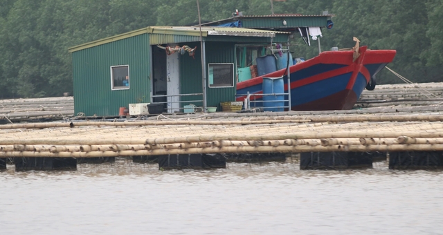 Dựng bè nuôi trồng thủy sản trái phép, lấn chiếm luồng hàng hải trên sông Bạch Đằng- Ảnh 2.