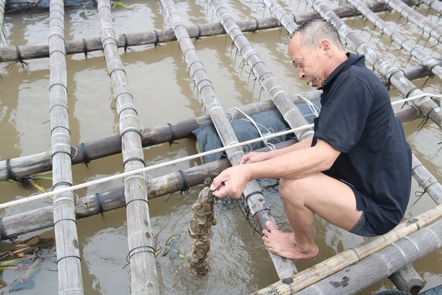 Người đàn ông trú tại TX.Quảng Yên (Quảng Ninh) làm thuê cho chủ bè nuôi thủy sản trái phép trên sông Bạch Đằng, đang kiểm tra hàu nuôi. Ảnh chụp chiều 14.4.