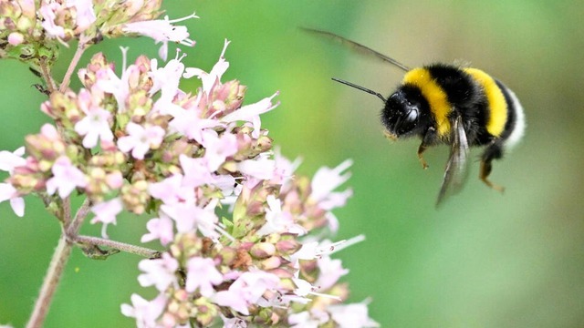 Các nhà nghiên cứu cho rằng cần phải thực hiện nhiều nghiên cứu hơn để xem liệu các loài ong nghệ khác có đặc điểm tương tự hay không
