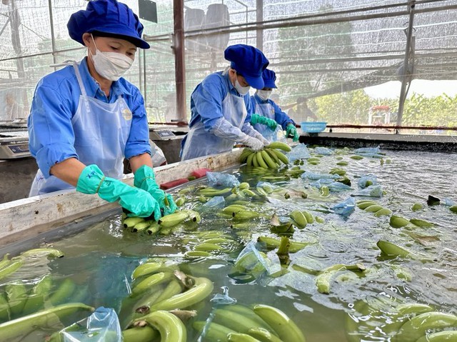 Trung Quốc đang là thị trường xuất khẩu lớn của trái chuối Việt Nam