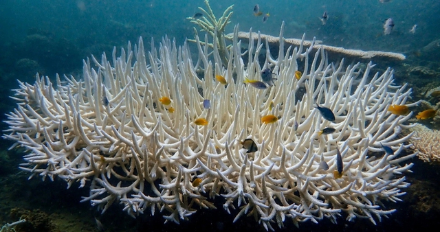 Tình trạng tẩy trắng ở rạn san hô Great Barrier ngày 12.4.2024