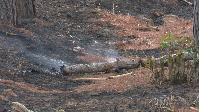 Hiện trường vụ cháy rừng sản xuất tại xã Ngọc Tụ, H.Đăk Tô, Kon Tum