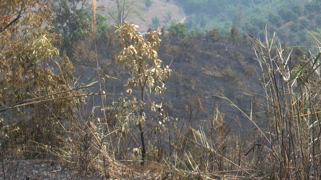 Người dân đốt rẫy làm cháy rừng ở Kon Tum- Ảnh 2.