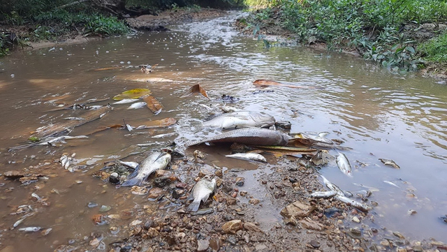 Cá ở suối Rào Trường chết vì ô nhiễm