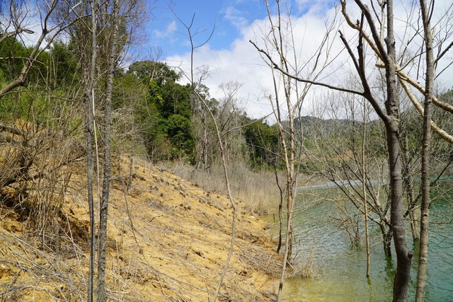 Diện tích rừng này nằm dưới mực nước dâng bình thường của thủy điện