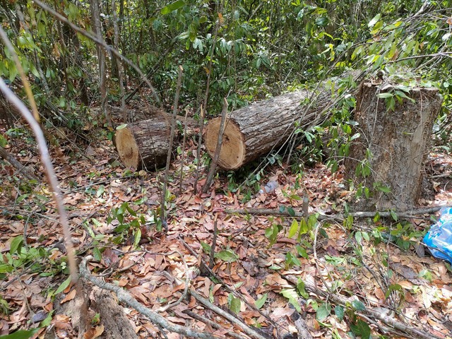 Hiện trường vụ khai thác gỗ trái phép