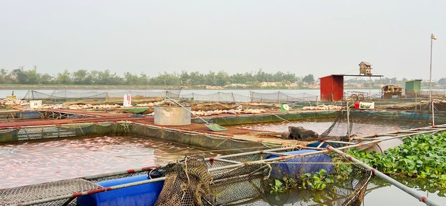 Hàng trăm tấn cá nuôi lồng trên sông Thái Bình chết bất thường- Ảnh 1.