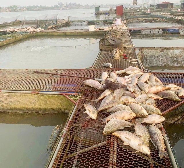 Hàng trăm tấn cá nuôi lồng trên sông Thái Bình chết bất thường- Ảnh 2.