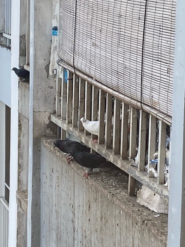 Bắt đàn chim bồ câu gây ô nhiễm chung cư đem phóng sinh tại Cần Giờ- Ảnh 2.