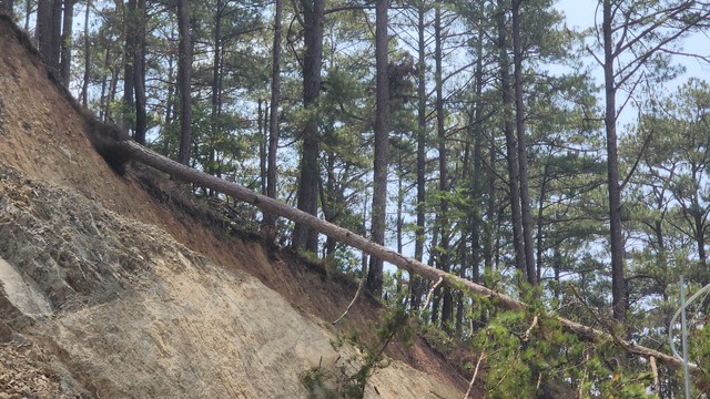 Đà Lạt khẩn cấp cưa hạ 15 cây thông trên đèo Prenn- Ảnh 9.