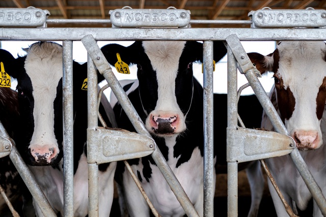 WHO: có trường hợp uống sữa bò chưa thanh trùng bị nhiễm cúm H5N1- Ảnh 1.