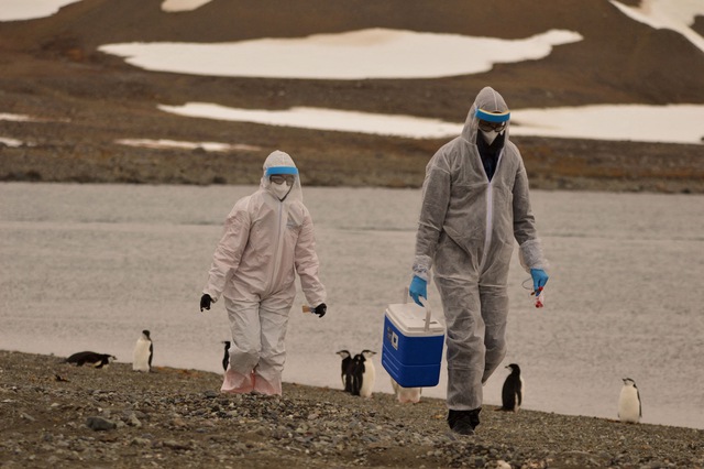 Các nhà nghiên cứu thu thập mẫu bệnh phẩm và sau đó xác định được H5N1 đã có mặt tại Nam cực