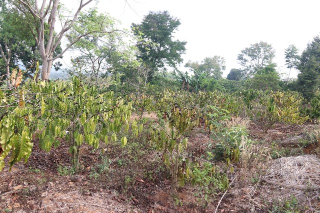 Vườn cà phê của người dân trên địa bàn Đắk Nông đang chết dần do thiếu nguồn nước tưới