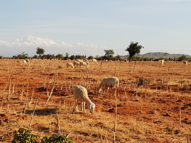 Những cánh đồng cừu ở Ninh Thuận khô cháy do hạn hán