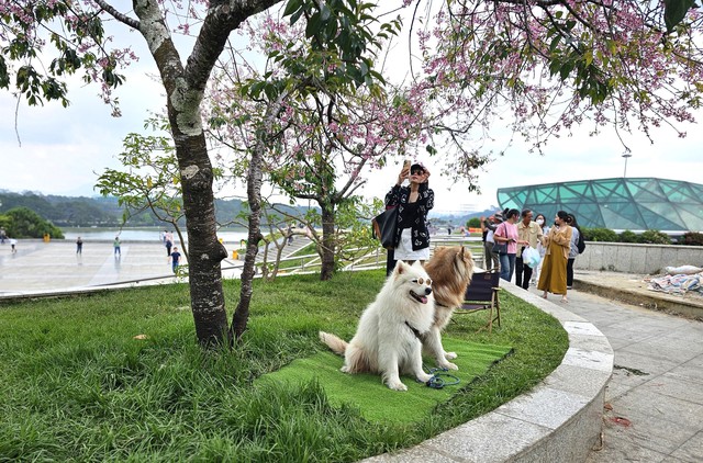 Vụ đưa chó Alaska 'chặn' khách chụp ảnh bên cây mai anh đào: Phạt 3 người chủ- Ảnh 1.