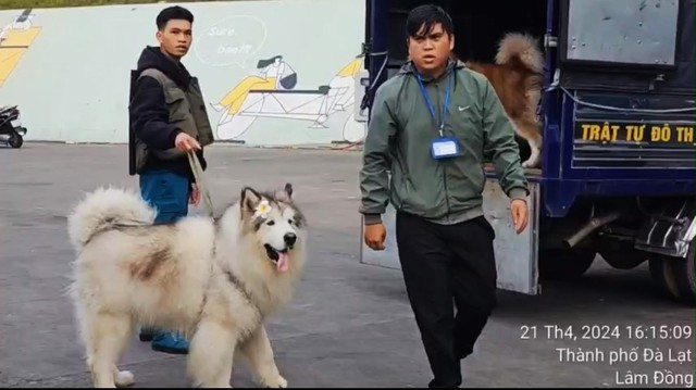 Vụ đưa chó Alaska 'chặn' khách chụp ảnh bên cây mai anh đào: Phạt 3 người chủ- Ảnh 2.