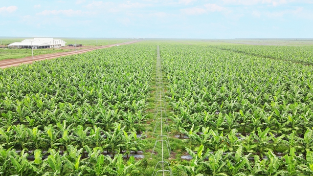 THACO AGRI cung cấp cho thị trường xuất khẩu các sản phẩm hữu cơ với sản lượng lớn và chất lượng cao