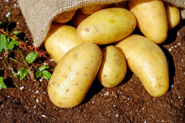 Chiết xuất vỏ khoai tây kích thích tổng hợp collagen, giúp chống lão hóa