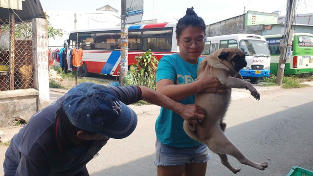 Lực lượng thú y tiêm vắc xin phòng bệnh dại cho chó, mèo trên địa bàn TP.Biên Hòa vào năm 2023