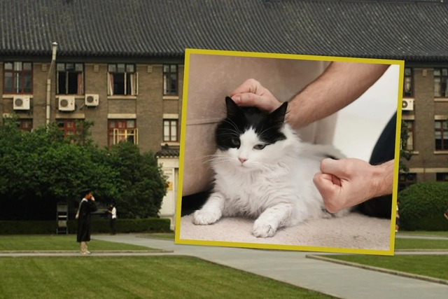 Vì hành hạ mèo, dù đậu thủ khoa vẫn bị trường đại học từ chối- Ảnh 1.