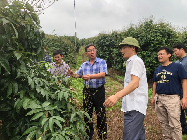 Nhiều doanh nghiệp thăm vườn sớm, lên kế hoạch thu mua vải ở H.Tân Yên, Bắc Giang