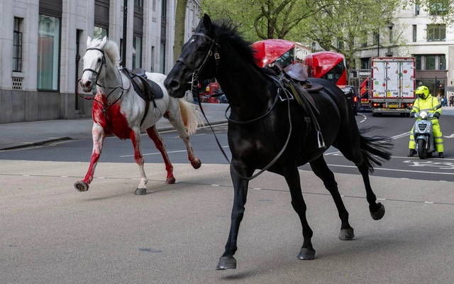 Hai con ngựa, với con ngựa trắng lấm máu, chạy rông trên đường phố London, Anh ngày 24.4