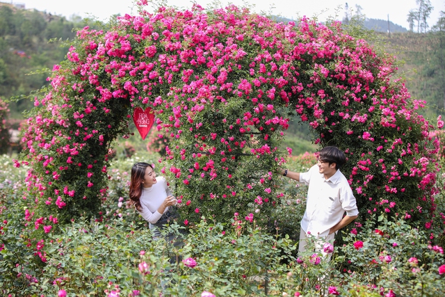 Du khách thỏa sức đắm mình trong thung lũng hoa hồng xinh đẹp