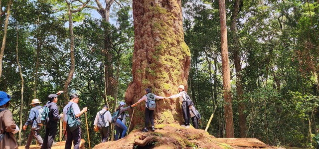 Thông 2 lá dẹt hơn ngàn năm tuổi trong Vườn quốc gia Bidoup- Núi Bà