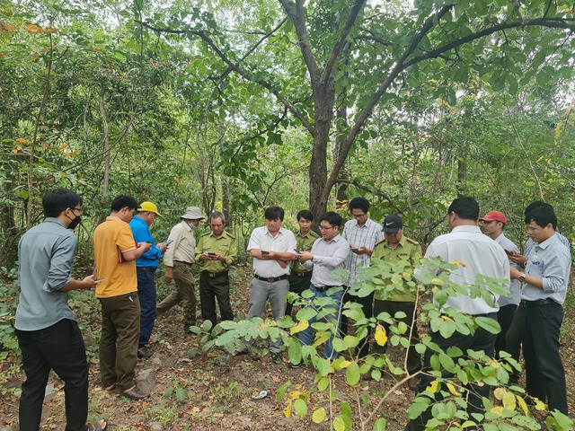 Giám sát tài nguyên rừng hiệu quả ở Bình Thuận- Ảnh 2.