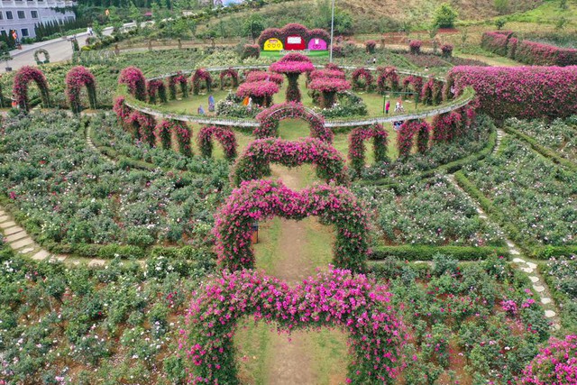 Vườn Hồng rộng 50.000 m2 tại Sapa quy tụ khoảng 300.000 gốc hồng