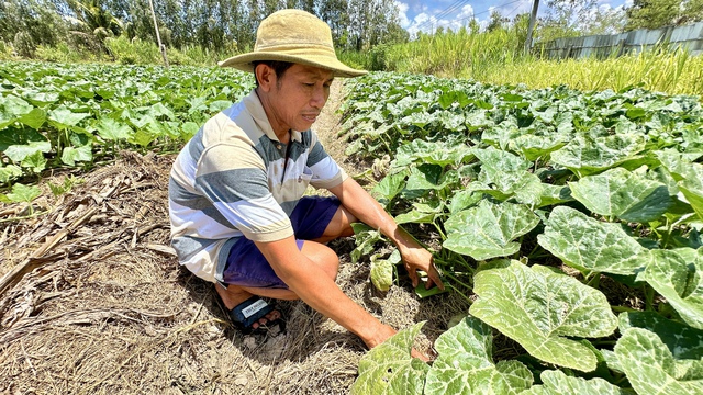 Ông Nguyễn Văn Hội (xã Long Phú, H.Long Phú, Sóc Trăng) thăm ruộng dưa hấu đang ra trái