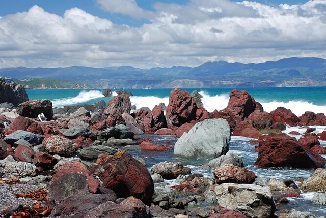 Lý do nên chọn các bãi biển của Wellington, New Zealand cho mùa hè thư giãn- Ảnh 4.