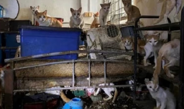Những con mèo trong vụ án của Muhammad Danial Sukirman