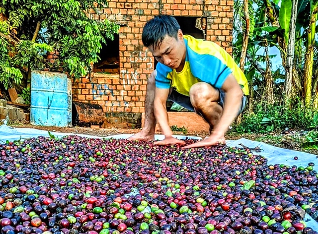 Nông dân trúng mùa vì giá cà phê tăng cao nhưng doanh nghiệp gặp khó