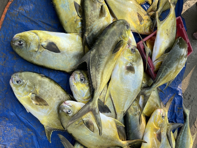 Thuyền của ngư dân Tiến bắt được khoảng 150 con cá chim vây vàng, có tổng trọng lượng hơn 1 tấn