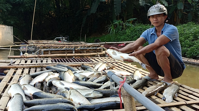 Một người nuôi cá lồng trên sông Mã đoạn qua H.Bá Thước bất lực nhìn cá trắm từ 1 - 3kg chết trắng lồng nuôi