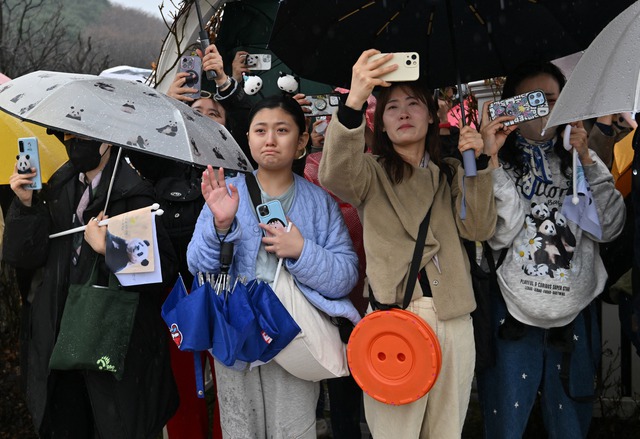 Dân Hàn Quốc đội mưa, rơi lệ tiễn gấu trúc Phúc Bảo về Trung Quốc- Ảnh 1.