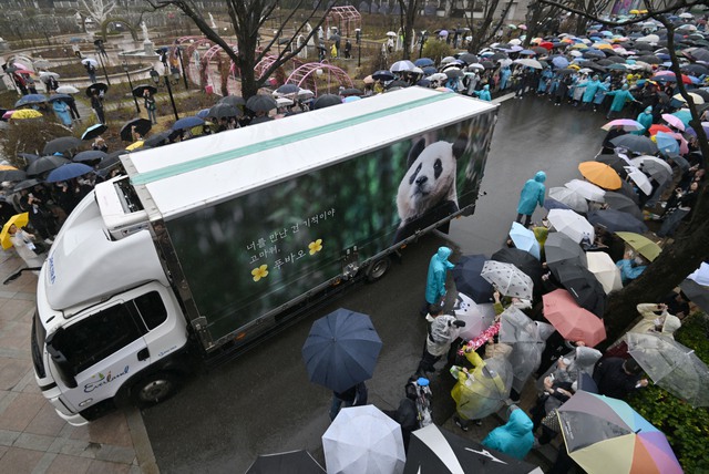Dân Hàn Quốc đội mưa, rơi lệ tiễn gấu trúc Phúc Bảo về Trung Quốc- Ảnh 2.