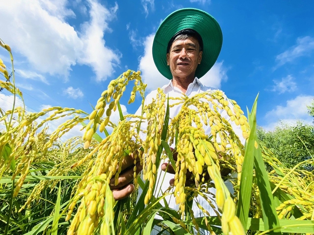Những giống lúa chất lượng góp phần nâng giá trị hạt gạo xuất khẩu. Những năm gần đây, giá gạo xuất khẩu của VN luôn cao nhất thế giới Ảnh: Công Hân